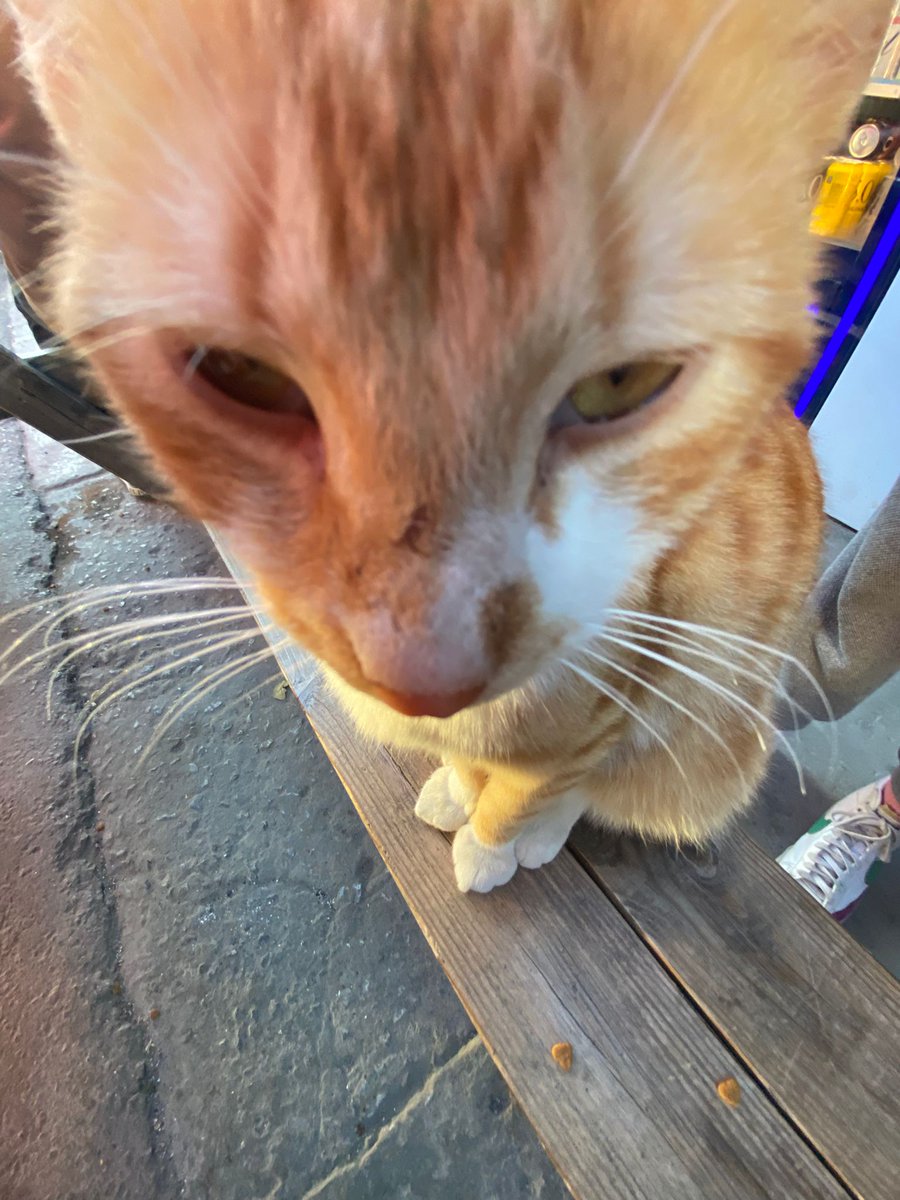 mintysun0o's tweet photo. 🥳🥳🐈🐈 https://t.co/eUE8g0ancP