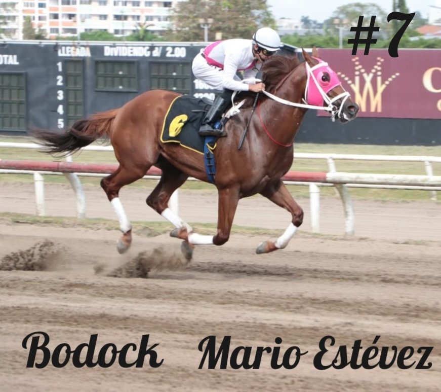 MarioEstevez12's tweet photo. Gracias a Dios y a mi equipo de cuadra Bodock con monta de Luis Arango nos da el séptimo ganador del 2025 para el Stud Dani Sam
@beatriz1763 https://t.co/zN31WxRKf5