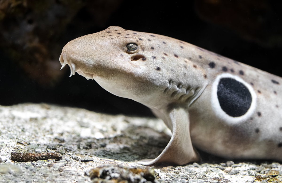 JeremyBRoberts's tweet photo. Epaulette Shark (Hemiscyllium ocellatum)

Identify the Epaulette Shark by its small size, elongated body, and large black spot outlined in white near its pectoral fins. Its tan body has dark spots. Found in shallow coral reefs and tidal pools in the Indo-Pacific. https://t.co/apUE62WVa3