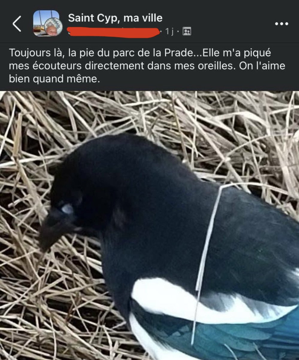 TonyLeclet's tweet photo. Cette pie est une récidiviste, elle met la ville À GENOUX https://t.co/2yVXEWSw8w