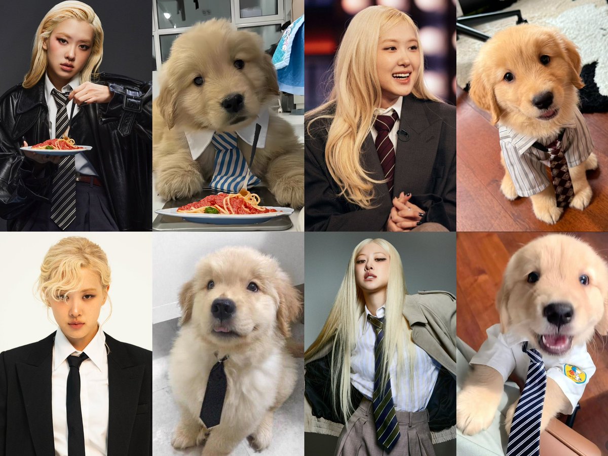 ineedanescap's tweet photo. 🐶👔🫧 https://t.co/bpTw09LOWl