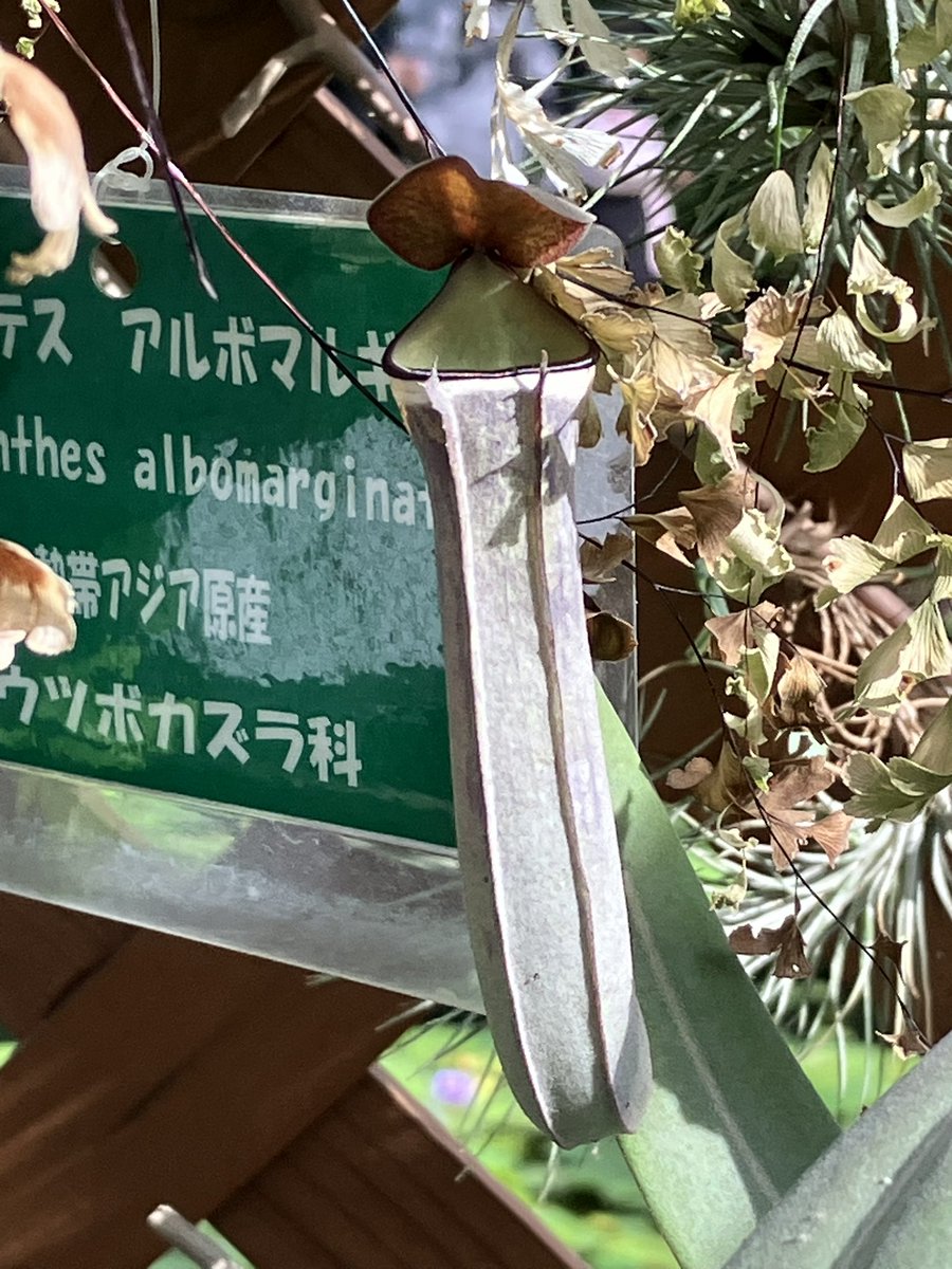 神戸動物王国行ってきました。

珍しいネペンテスがあり感動しました。

ネペンテス　アルボマルギナタ

#神戸動物王国
#ネペンテス
