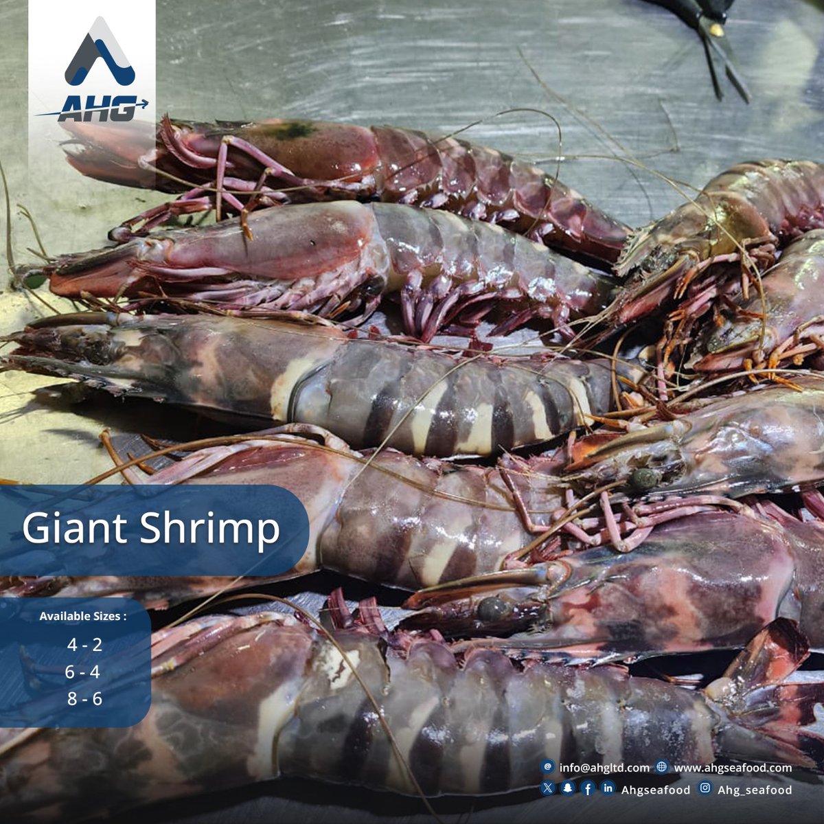 ahgseafood's tweet photo. Giant Shrimp 🤩
--------------
We Live to Give 🌏🪝
🌎 https://t.co/iggat5klHb
📞Tel: +221777568547
#Fish #seafood #ahgseafood #export https://t.co/DPBqu01GRz