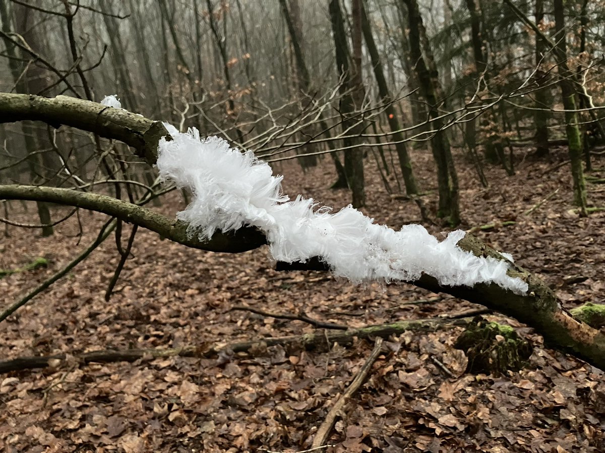 HildevdHeiden's tweet photo. #ijshaar #baardvankoningwinter #HetLeesten https://t.co/4cFT5HFUMb
