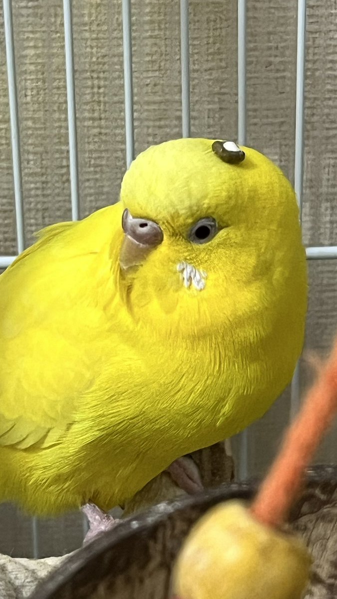 piloandpo's tweet photo. ポーちゃんの頭の上に💩した人は誰ですか？

 #セキセイインコ
 #鳥好きさんと繋がりたい https://t.co/OwQB2RZvKS