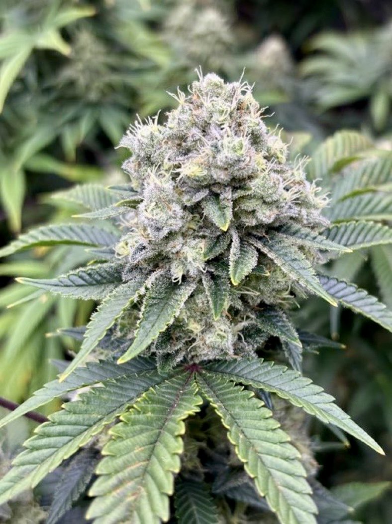 loudpack jackson tweet media
