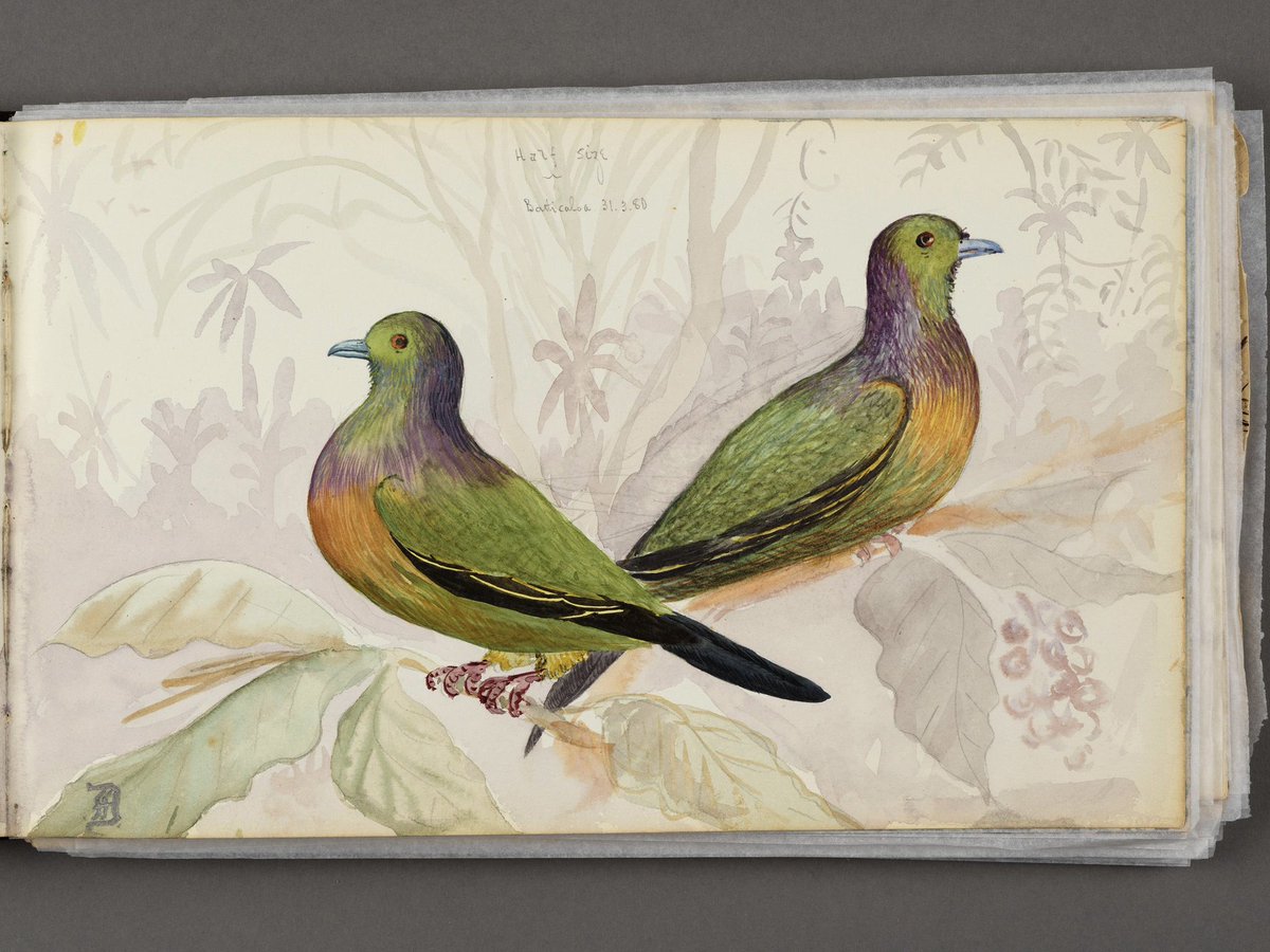 Art History Animalia tweet media