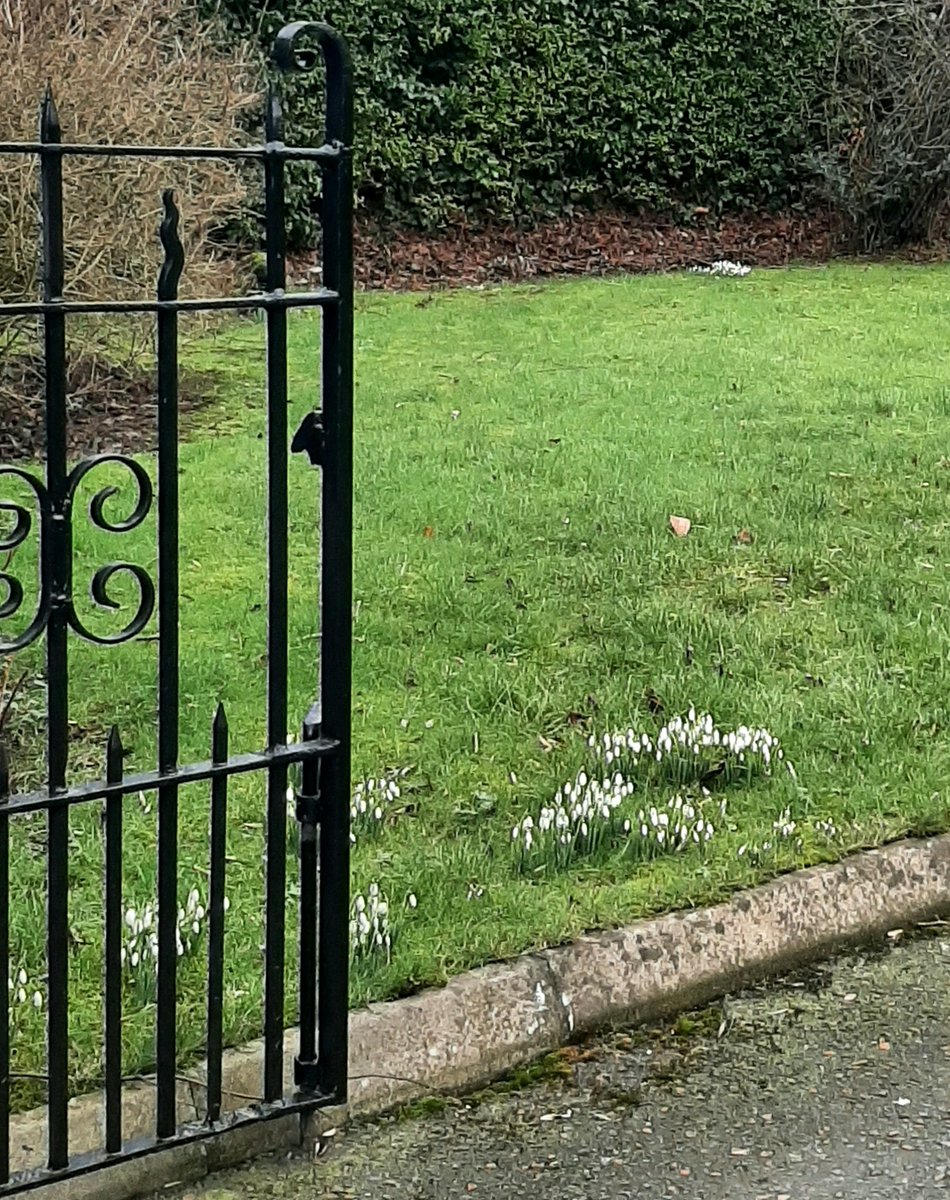 bernie_namee's tweet photo. Day19 #daysofwalking The gate is open for Spring to flourish ๐๐๐ธ๐ถโโ๏ธ https://t.co/BUlzzkPTb2