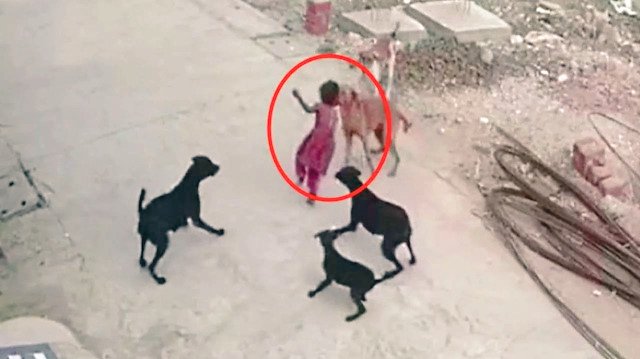 Fatih_doblan's tweet photo. Güzel evlerde oturup süslü köpekler besleyip sokak köpeklerine dokunmayın derler gelin her sabah bizim gibi o korkuyla yürüyün bakalım kalıyor mu köpek sevgisi #Eslem #hakkariyuksekova #köpekterörü https://t.co/ER1mditjJF