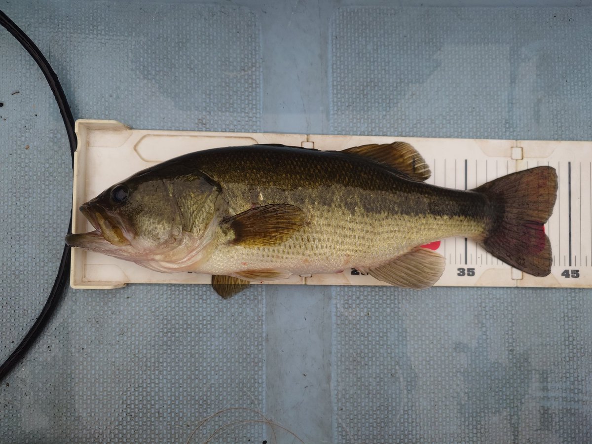 片倉ダム　1月19日
計測写真
刻んで43.9cm。OSPカレン。
寒空の雨の中、1日投げ倒して、文字通りの「ONE BITE ONE FISH」。
0か1かの釣り（ほとんど0w）。
してやったり。
40そこそこの魚でこんなに感動したのも久しぶり。
しびれました。