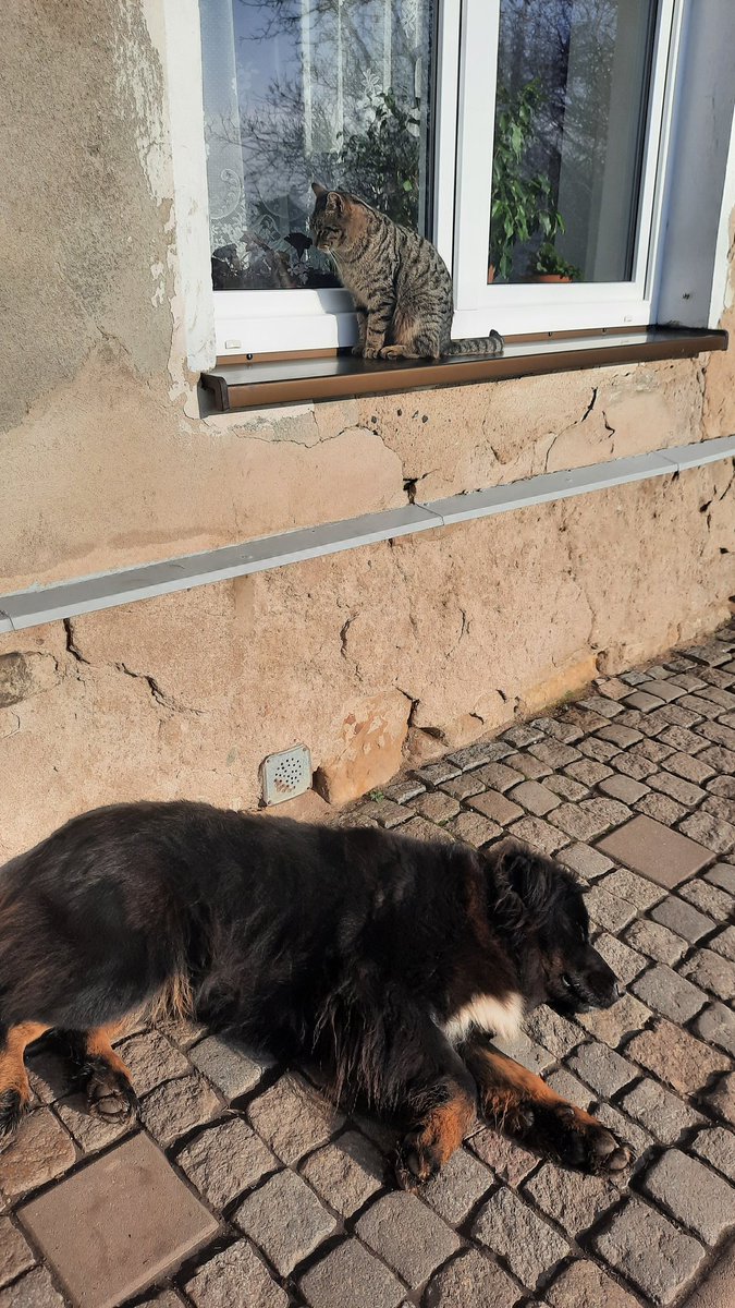 Někteří vegeťáci to zalomili už před obědem 😁