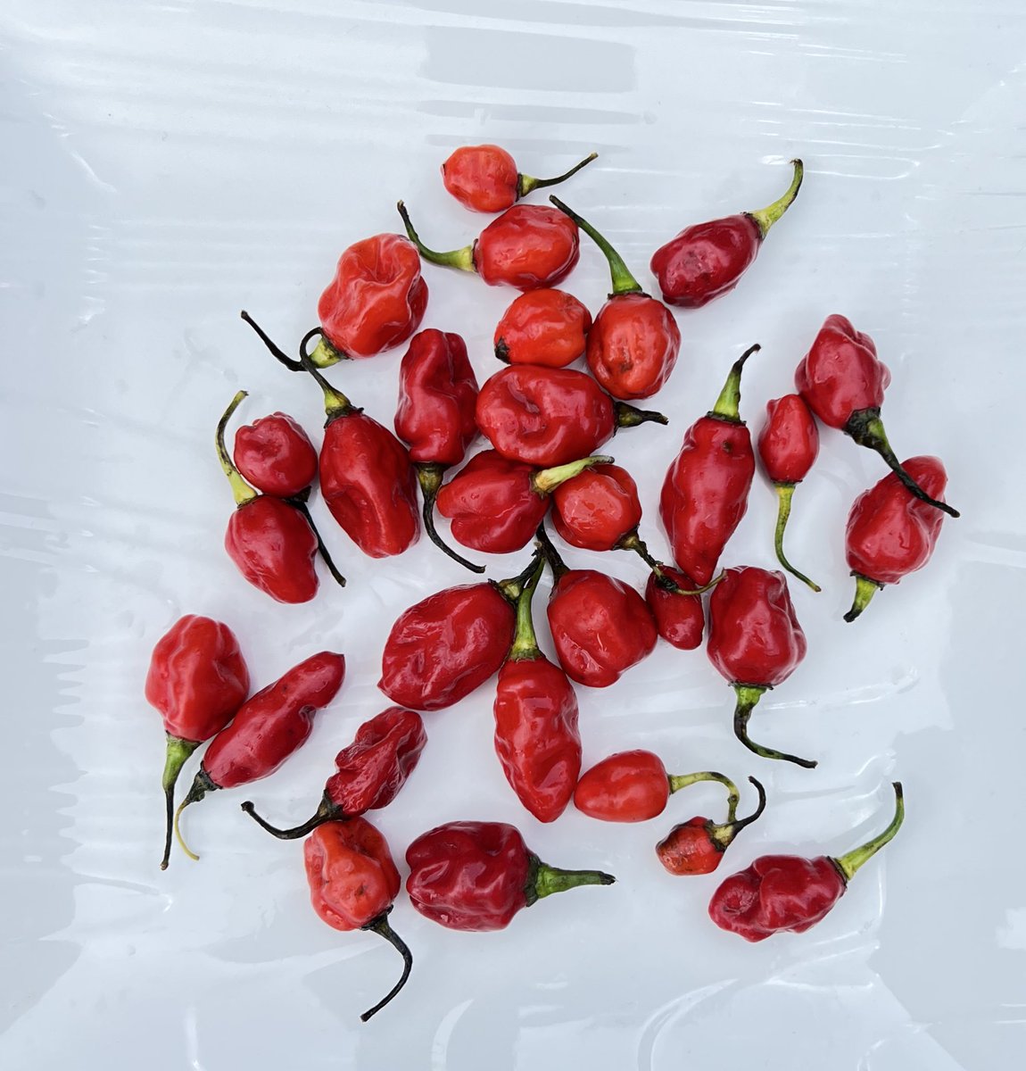 EmpireBkSarlu's tweet photo. Piment disponible. Stock illimité https://t.co/YZSuI6dPQF