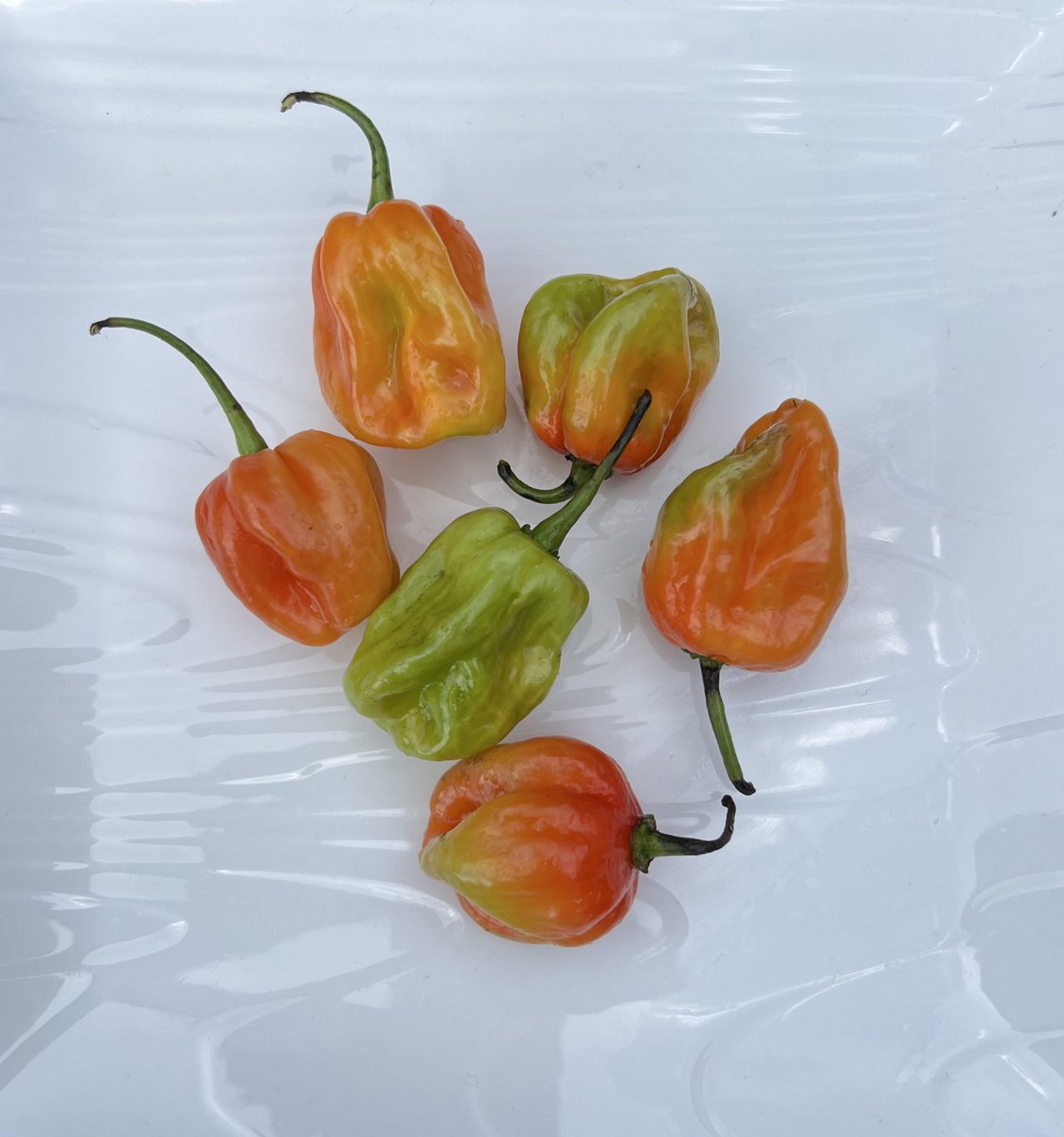 EmpireBkSarlu's tweet photo. Piment disponible. Stock illimité https://t.co/YZSuI6dPQF