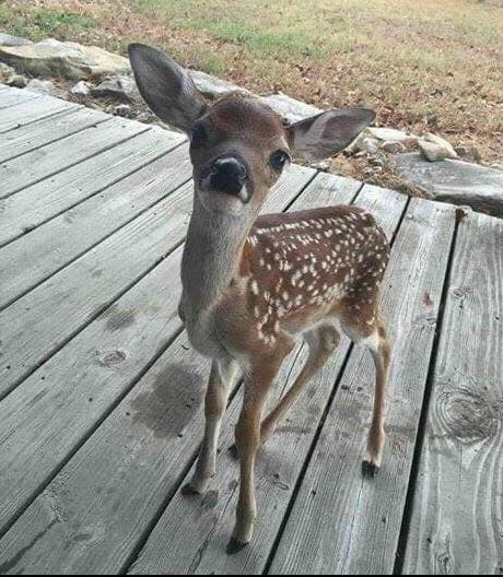 TweeetsOfDogs's tweet photo. IF YOU LOVE Animals LEAVE A RED HEART❤️🦌 https://t.co/RDZMnvtc55