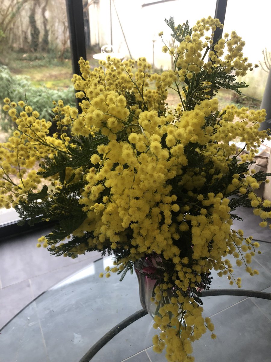ericmarty55's tweet photo. Comme chaque année en cette saison, les mimosas…. les merveilleux mimosas…
#Ponge #Char https://t.co/NUnKlI5QS2