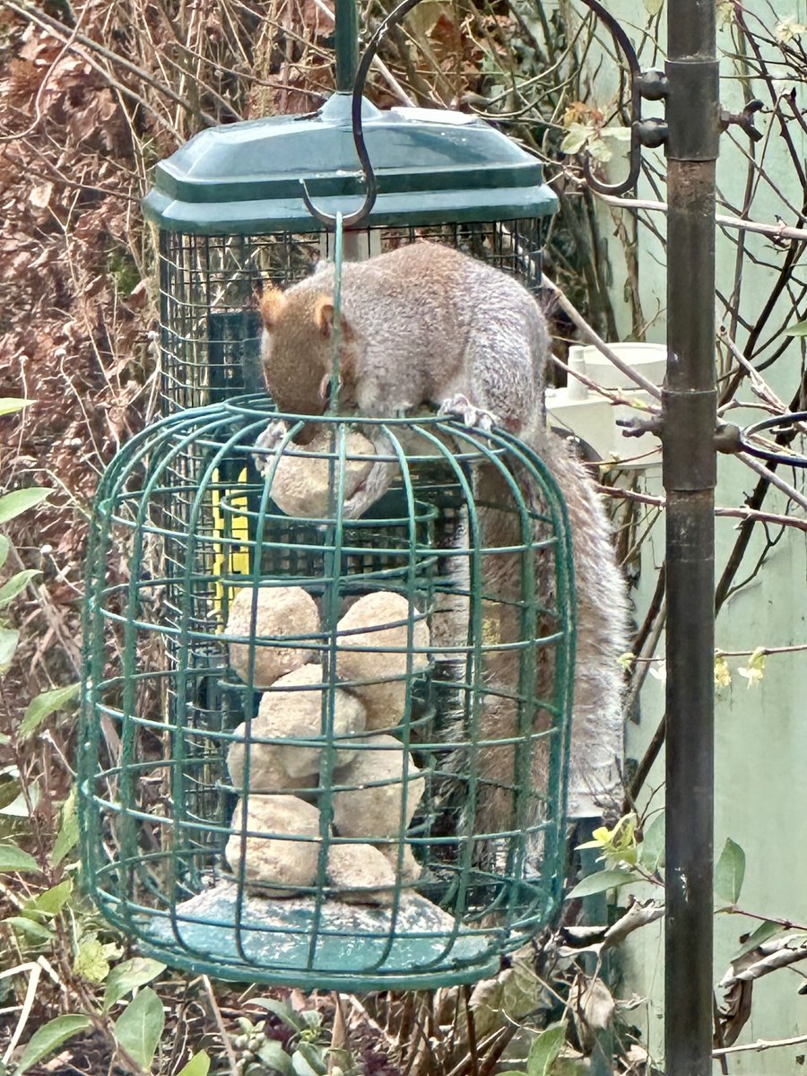 ‘Squirrel-proof’ suet ball feeder. Doh!