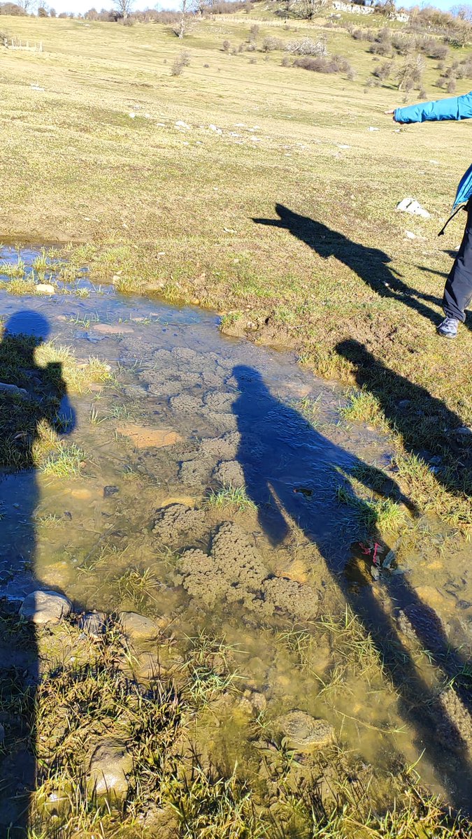 andaparie's tweet photo. #Entzia Partzuergoan, Legaire errekan eta aldameneko putzuan, 25 errute poltsa behatu ditugu 42°50'25.8"N 2°16'33.3"W @sanz_azkue @aranzadi #txiobatputzuan https://t.co/Q4SL2N4t8A