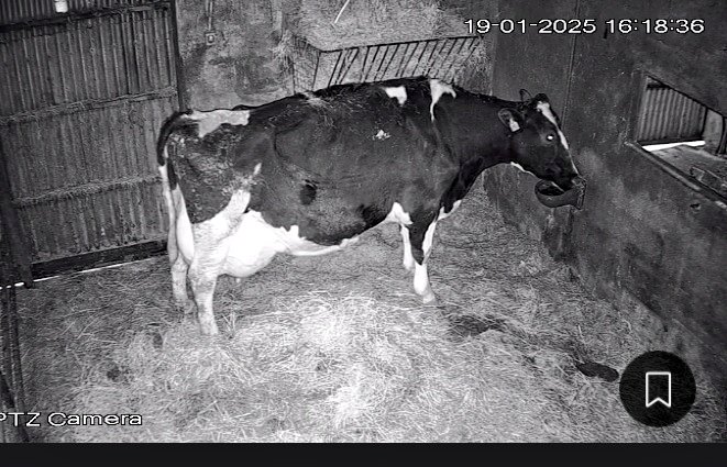 Our eldest cow at 13 yrs old calved recently! She's an EX92 RXR &amp; just 32kgs shy of producing 3,000 kgs of protein in her lifetime 💎