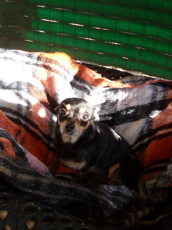 The Dogs of Celestún tweet media