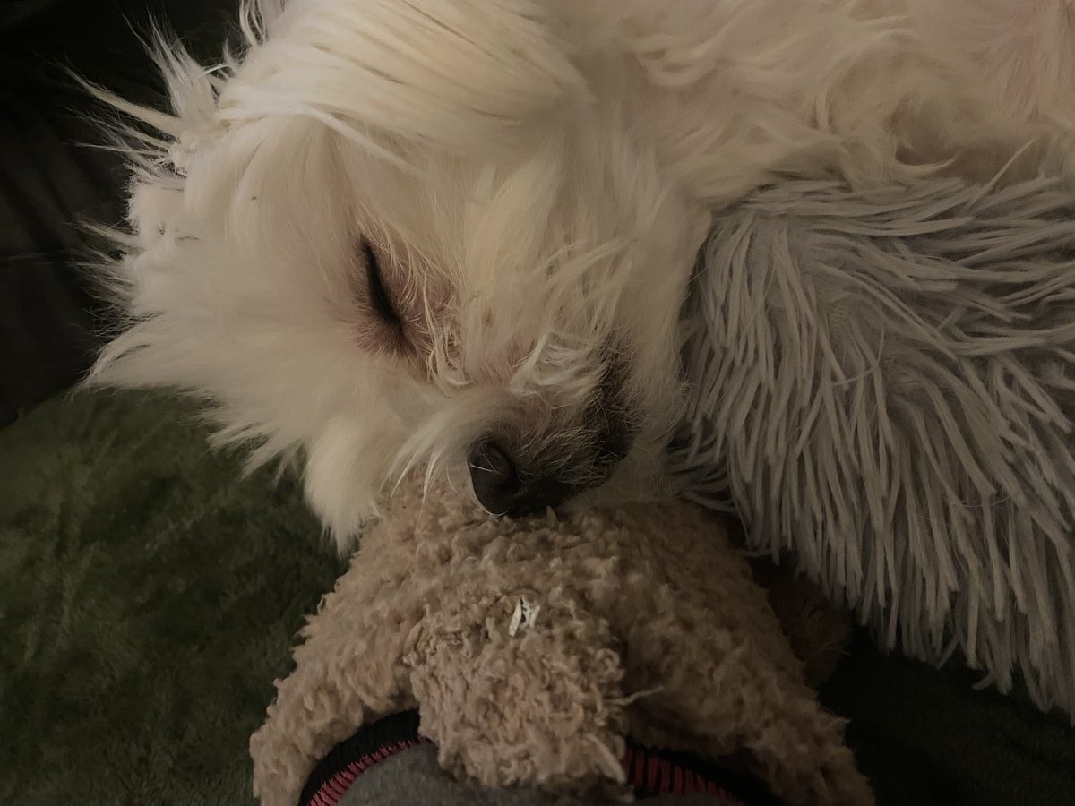 heathskib's tweet photo. 🎂 🎈 5 today! Happy birthday to the tiny dog who never stops… 🤔 #happybirthday #dogsoftwitter #bestie https://t.co/hOGKEMJfoo