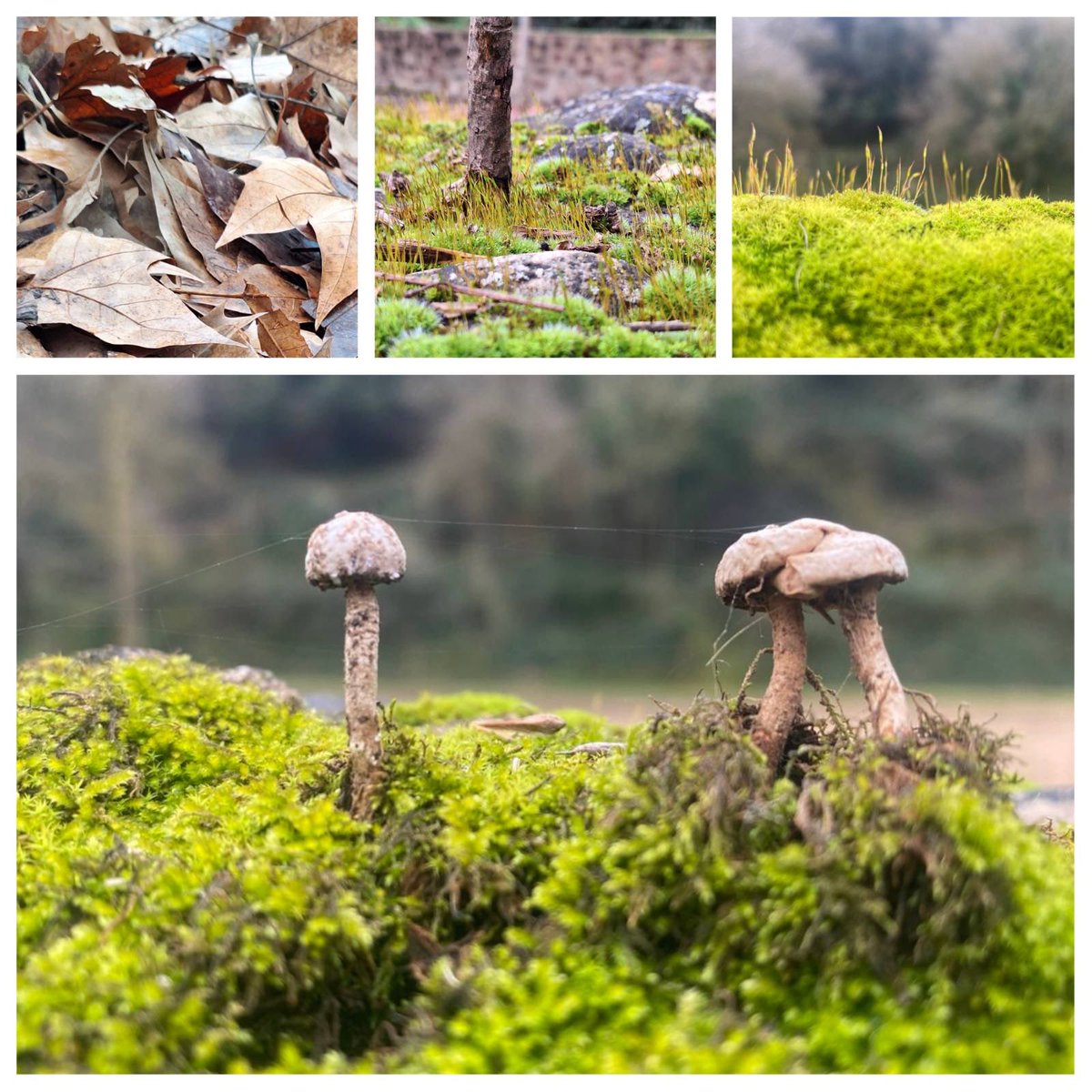 A la Vall de Sant Daniel, tot pot passar. Aquí, els universos s'entrellacen sense demanar permís. Res és el que sembla i la veritat beu de la calma mil·lenària.
#Girona
<a href="/gironafutur/">Girona Futur</a> <a href="/SantDaniel_Gi/">Monestir Sant Daniel</a>