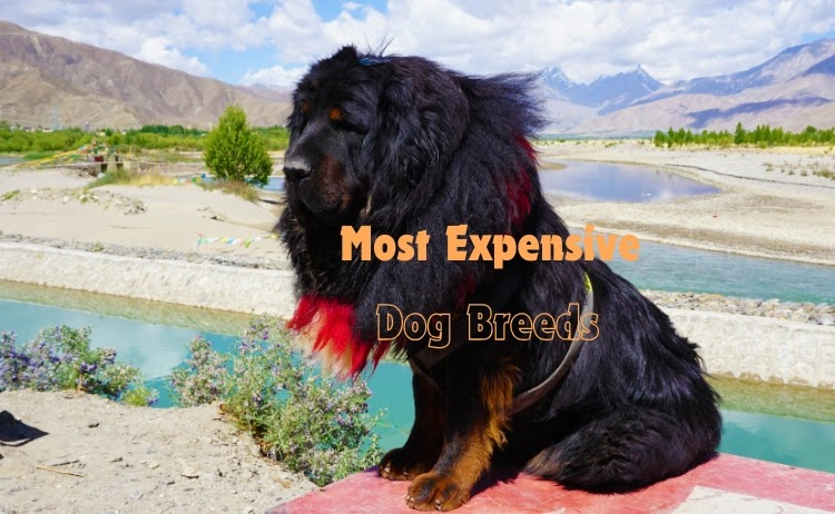 From the majestic Tibetan Mastiff to the regal Samoyed, these dogs aren’t just pets—they’re the epitome of opulence in the canine world.
#Pets #DOGS #expensive
Read more here👇
usopman.com/2025/01/most-e…