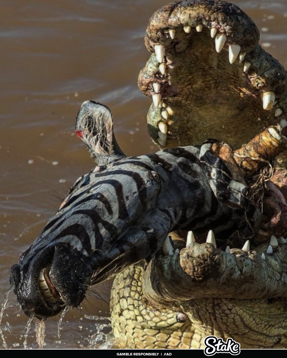 TAdventurousoul's tweet photo. 10 terrifying beauty of wildlife ~ A thread🧵 

⚠️Thread NOT suitable for sensitive people https://t.co/mXbKIHrUwI