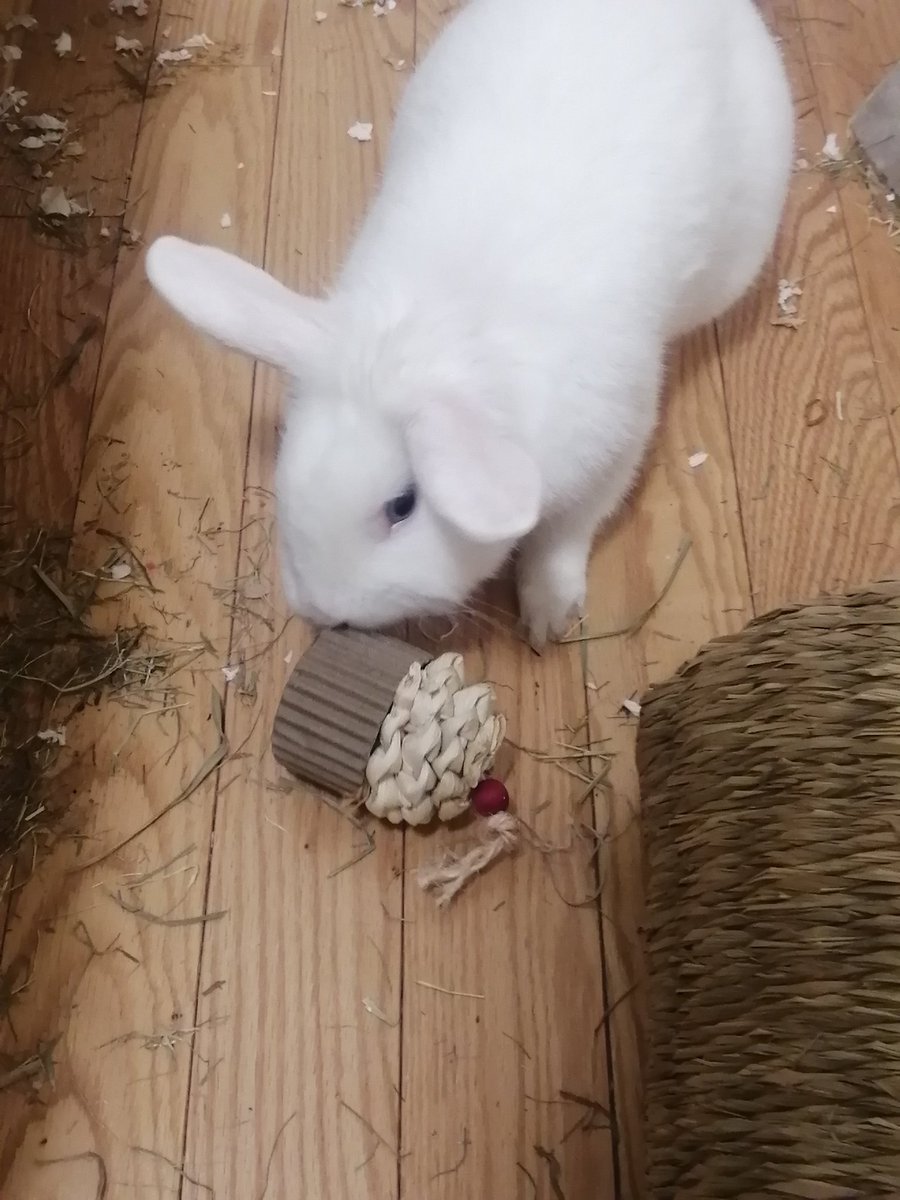 BunDads2023's tweet photo. @RockyDwarfBunny Birthday boy. #levithebun #jesùsthebun #bunnies #lionhead https://t.co/lmZ4QaGs2k
