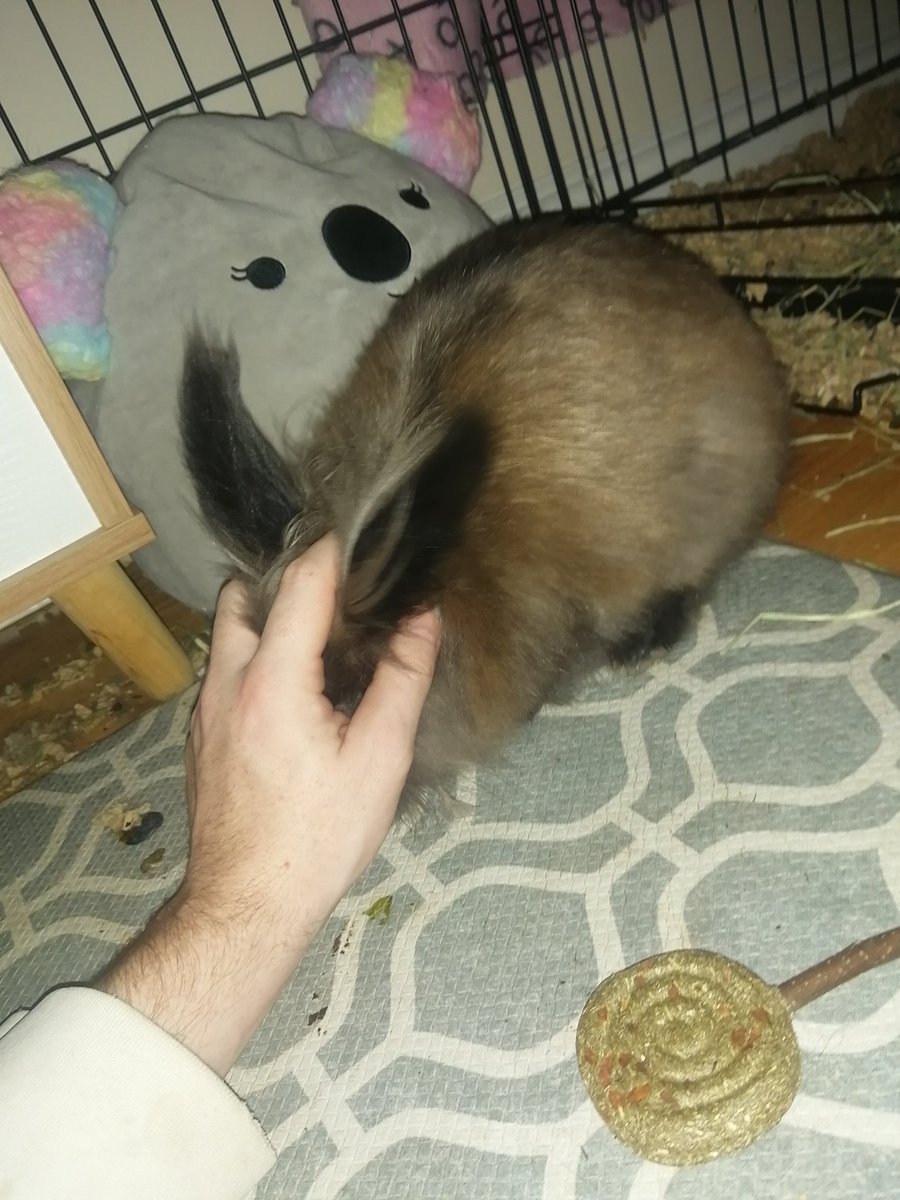 BunDads2023's tweet photo. @RockyDwarfBunny Birthday boy. #levithebun #jesùsthebun #bunnies #lionhead https://t.co/lmZ4QaGs2k