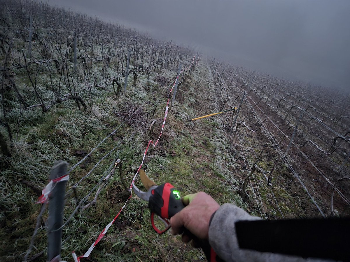benoit51390's tweet photo. Juste assez de lumière pour finir la route (la première pour cette parcelle)!
#Taille
#Champagne
📍#Vrigny
📌#LesRoises https://t.co/sH4bpCXzhP
