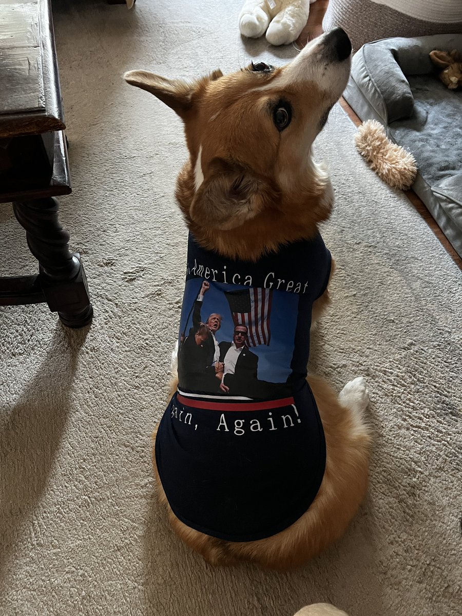 LilBitAP84's tweet photo. Henry’s ready! #TrumpInauguration #TrumpInauguration2025 #PresidentTrump #Trump #MAGA #Corgi #MakeAmericaGreatAgain @realDonaldTrump @DonaldJTrumpJr @elonmusk https://t.co/NcXHVHShOu