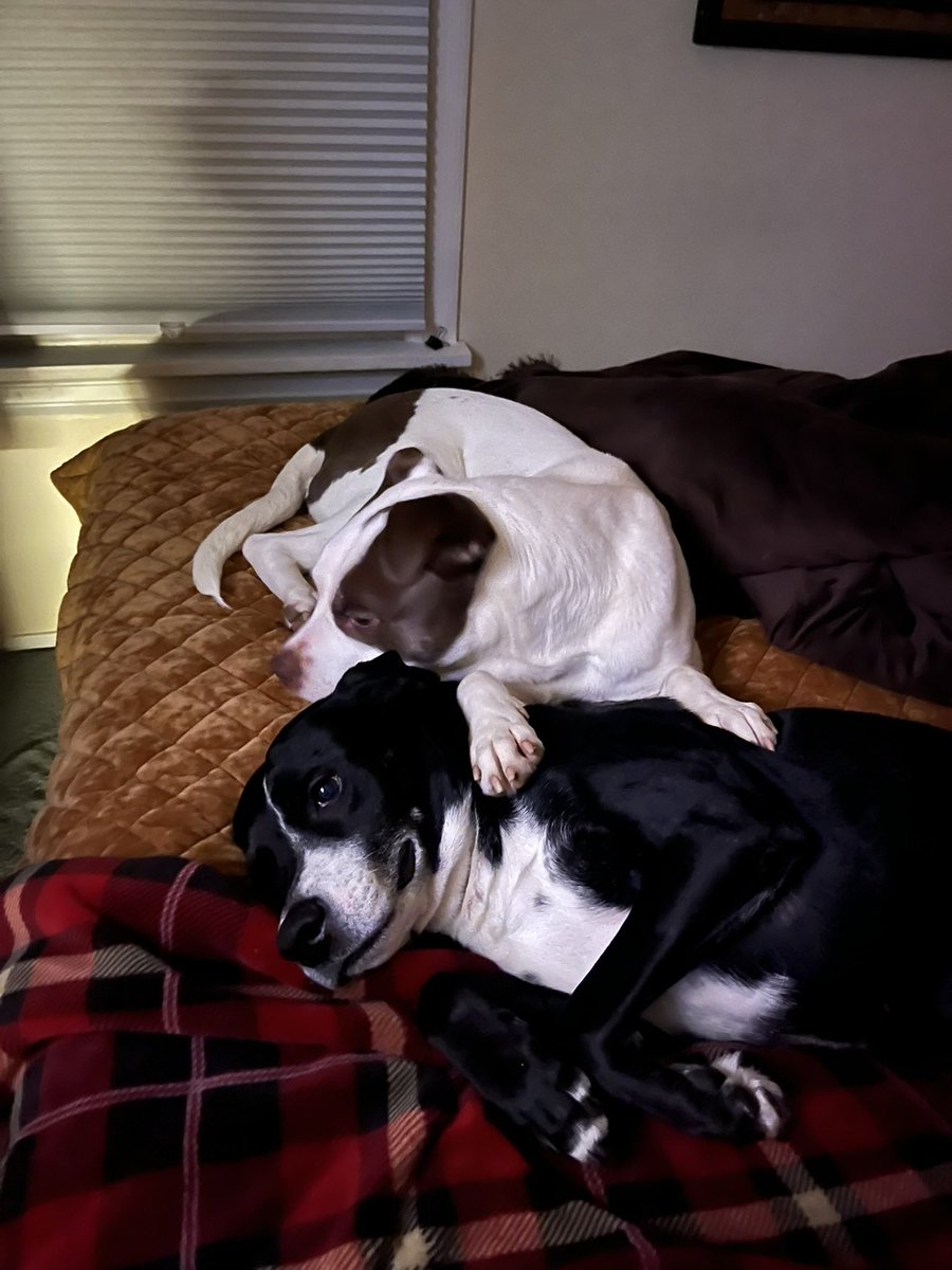 onewiththesand's tweet image. My grand dogs have bonded #rescuedogs #pitmix #poidog ♥️♥️♥️🐾