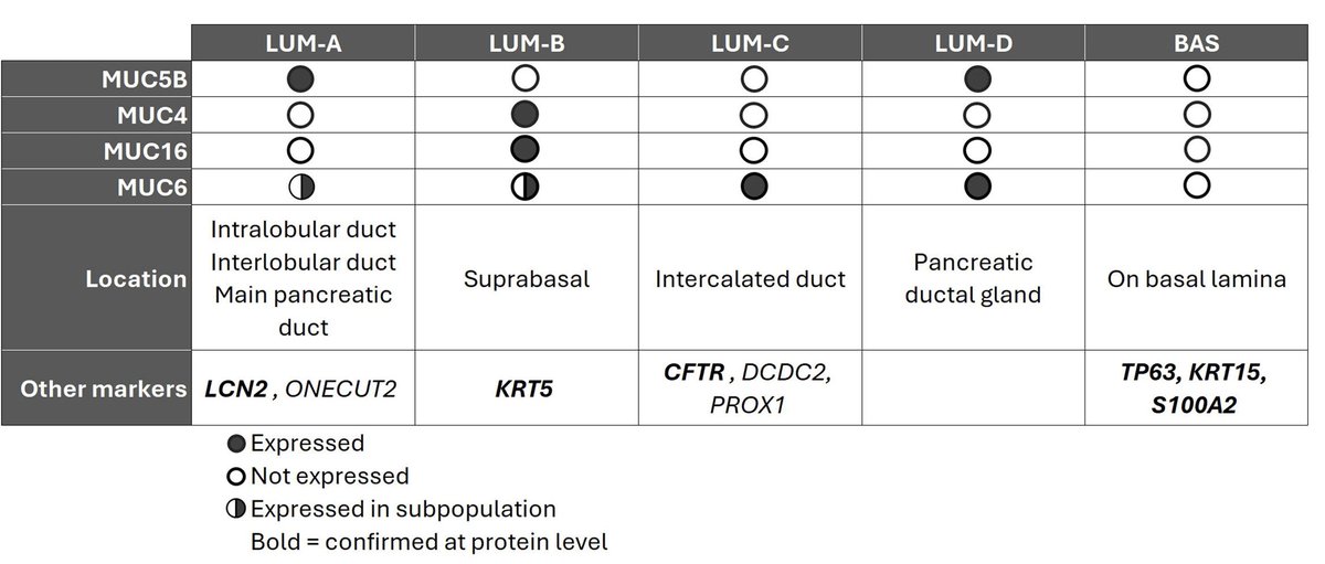 New preprint from Dr. Ilse Rooman <a href="/VUBrussel/">VUB</a> (with <a href="/TxellRovira/">Meritxell Rovira</a>) 
Spatial map of native duct cell populations in human pancreas and their representation in pancreatic cancers
This study uses spatial transcriptomics to deconvolute five distinct spatially localized subtypes of