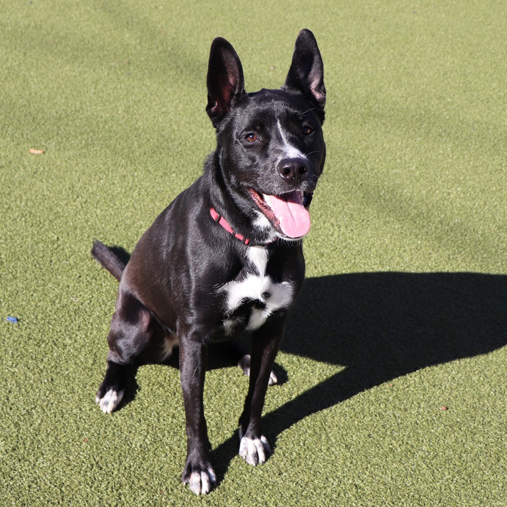 AnimalLeague's tweet photo. Pop (#LA5458) is a one-and-a-half-year-old Labrador mix who’s ready to bring boundless joy into your life. Come meet Pop at our Port Washington, NY adoption center, and see for yourself why this special pup deserves a forever home!🐶❤️#GetYourRescueOn https://t.co/crH2cXAUKD