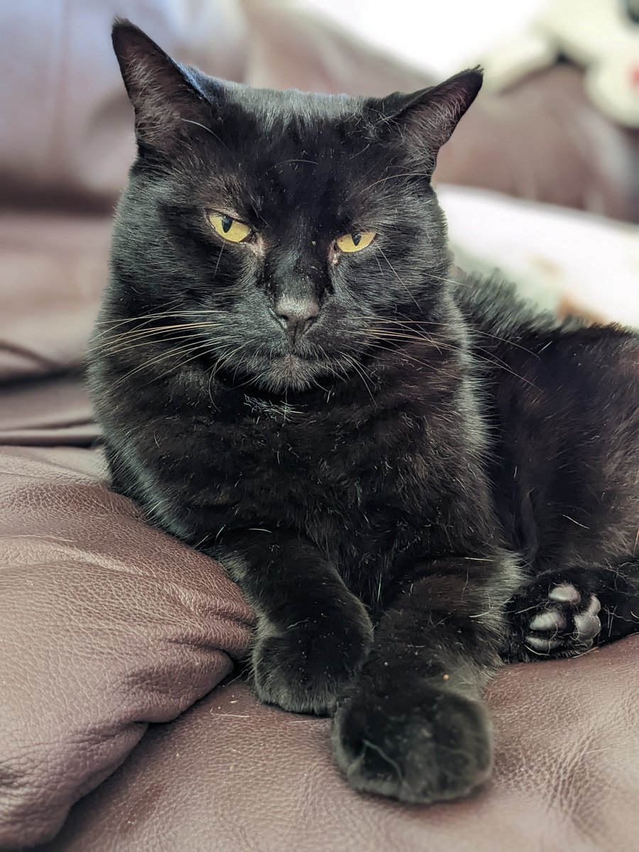 Good afternoon kitty's 🐾😻 #BlackCat #MyFurryFace hope you all had a fantastic weekend 😸😸😸😸