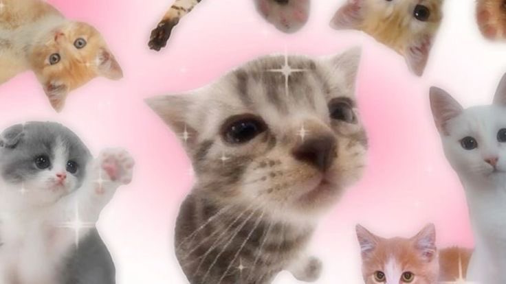 ɢɪᴛᴀ^ྀི tweet media