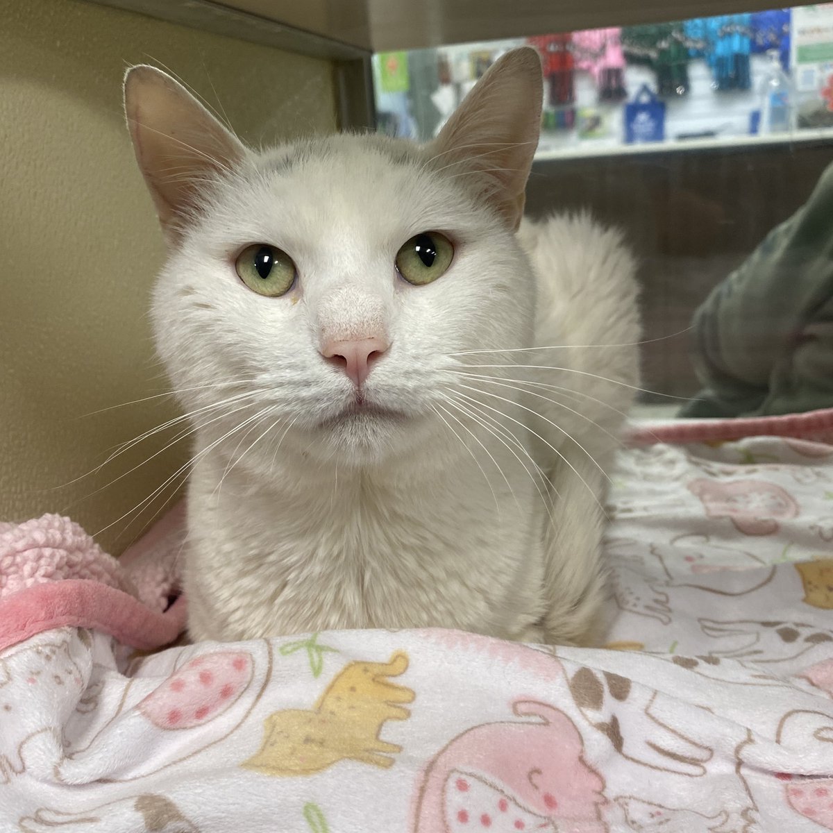 Homeward Bound Pet Adoption Center tweet media