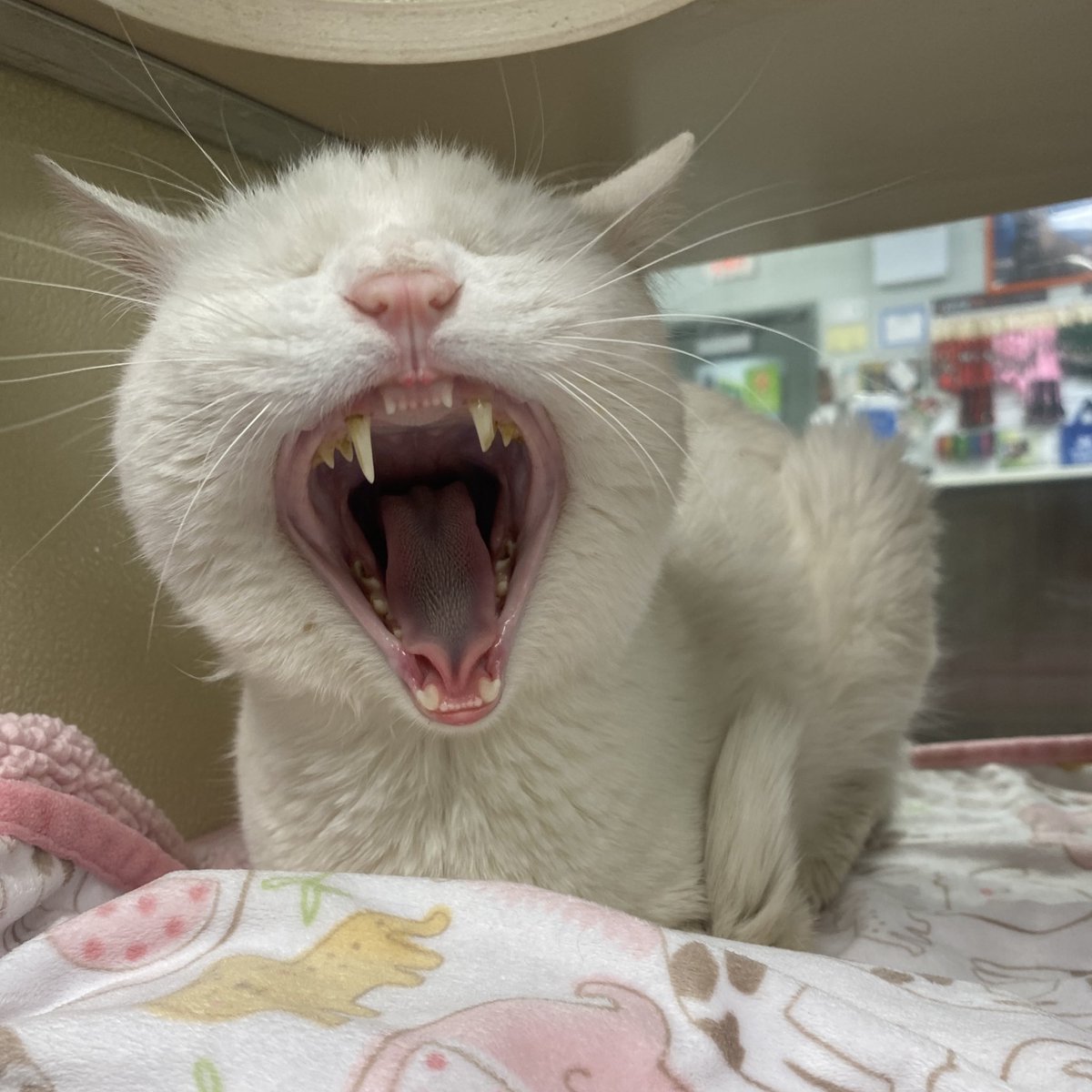 Homeward Bound Pet Adoption Center tweet media