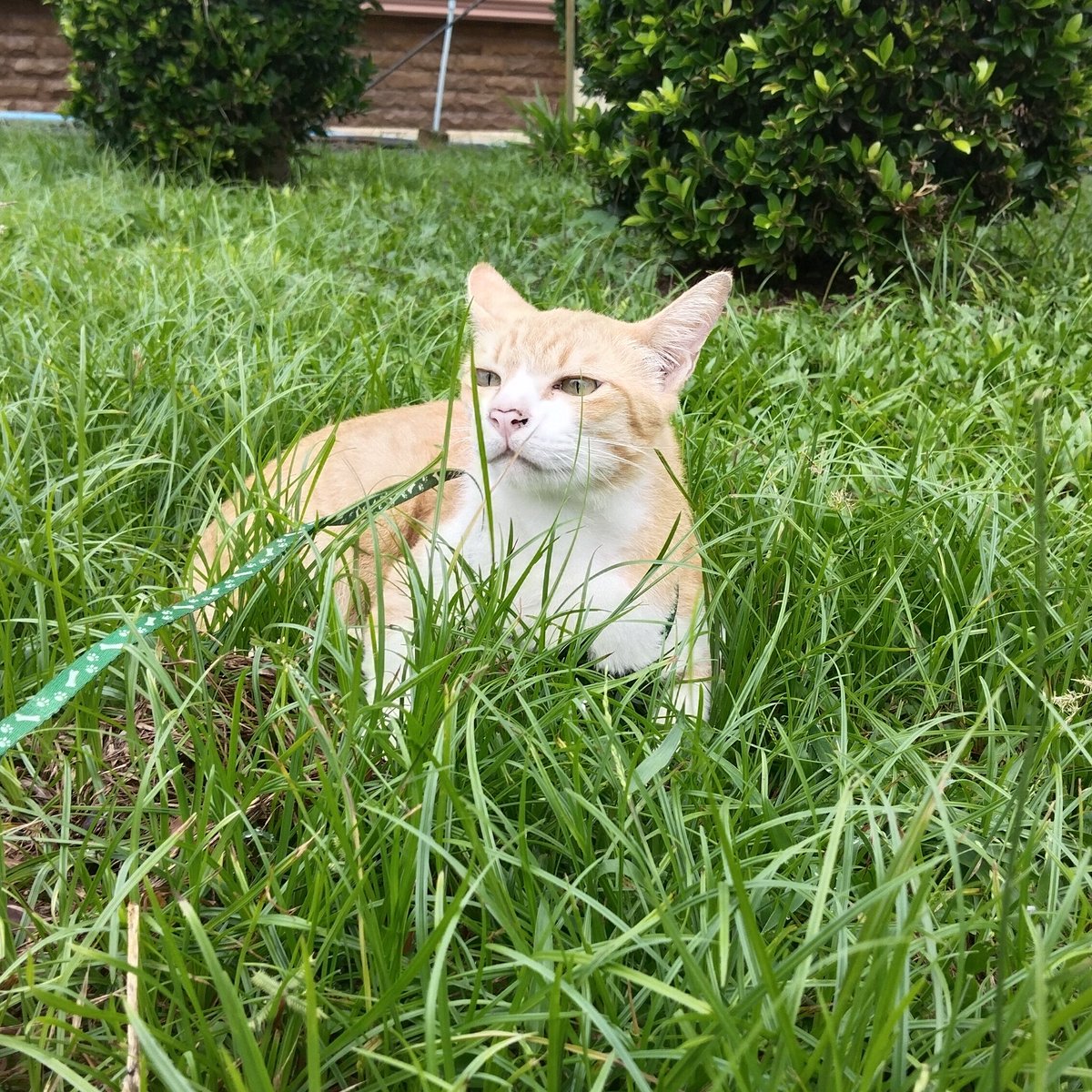 joinmyjun's tweet photo. 😼 https://t.co/jaDoZBos5o