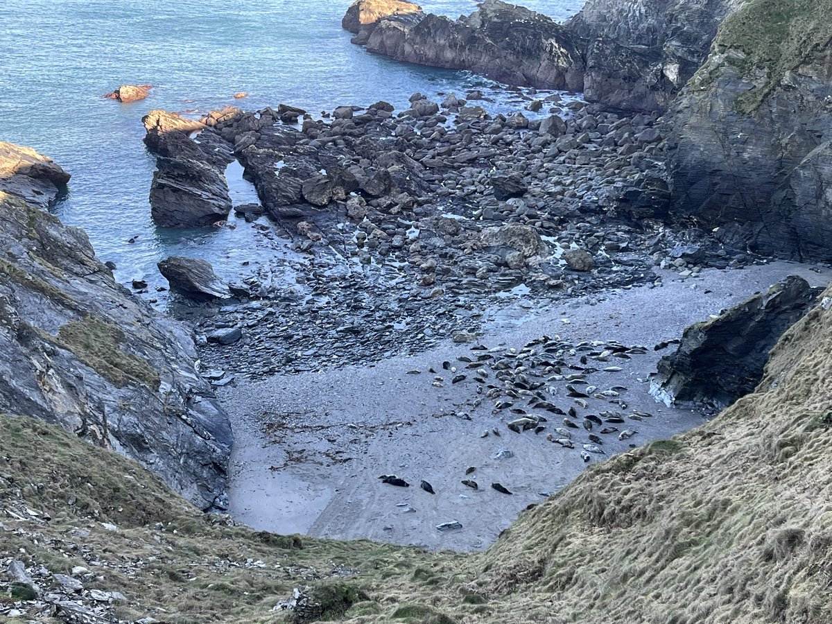 EvocativeCorn's tweet image. A @primabakeries pasty, bit of seal watching, and a walk to Godrevy under a blue sky was a pretty perfect Saturday afternoon.