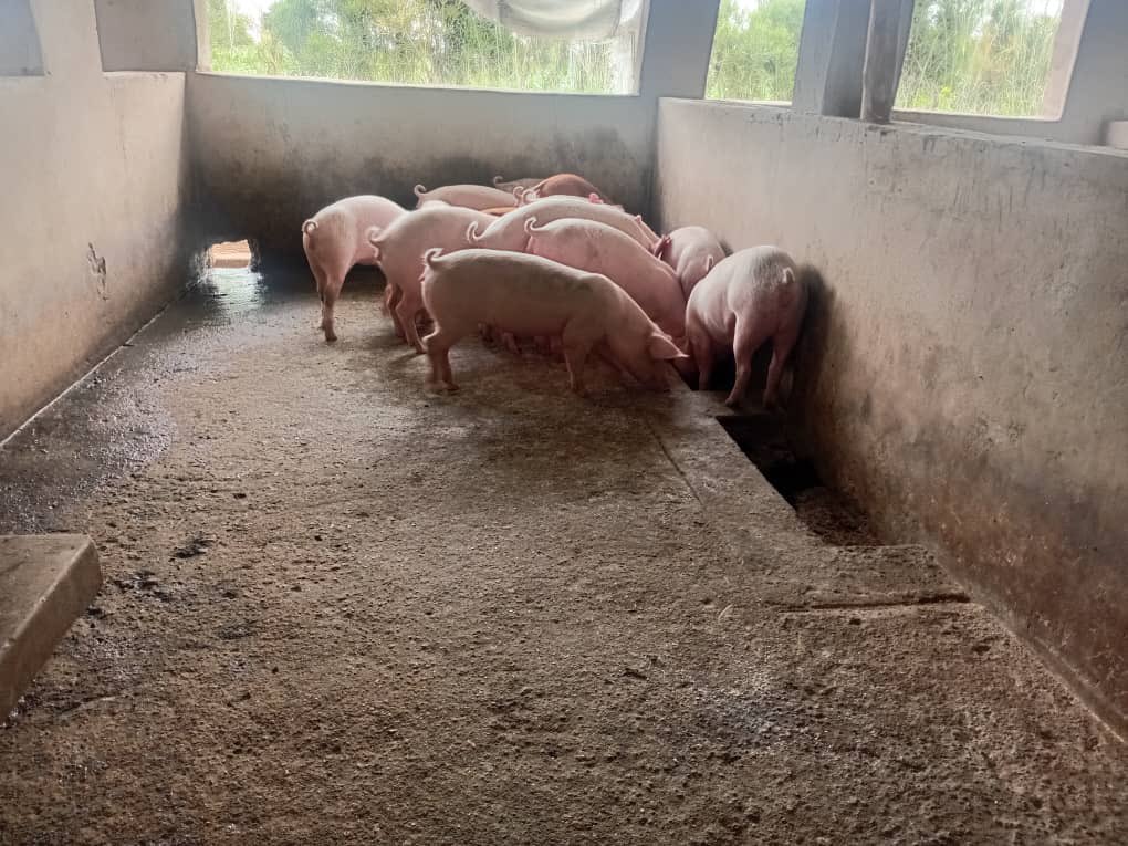 Chalton Hwende MP tweet media