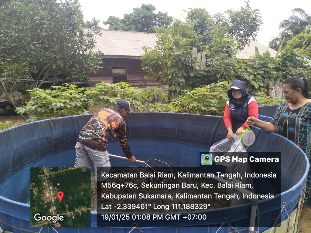 yermiawati's tweet photo. Minggu (19/01), Yermiawati Luhkan Kab Sukamara, di POKDAKAN Ulam Sari Desa Sekuningan Baru kecamatan balai Riam, panen ikan lele 617 kg, size 4,5,6,7/kg, hrg 25000- 30000/kg.
#GiatLuhkanSatminkalGONDOL
#Sukamara
#Panen https://t.co/GADhzdoPER