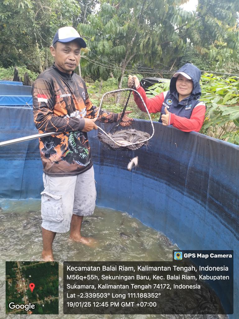 yermiawati's tweet photo. Minggu (19/01), Yermiawati Luhkan Kab Sukamara, di POKDAKAN Ulam Sari Desa Sekuningan Baru kecamatan balai Riam, panen ikan lele 617 kg, size 4,5,6,7/kg, hrg 25000- 30000/kg.
#GiatLuhkanSatminkalGONDOL
#Sukamara
#Panen https://t.co/GADhzdoPER