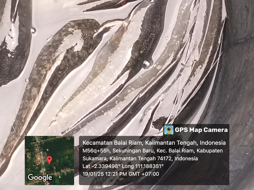 yermiawati's tweet photo. Minggu (19/01), Yermiawati Luhkan Kab Sukamara, di POKDAKAN Ulam Sari Desa Sekuningan Baru kecamatan balai Riam, panen ikan lele 617 kg, size 4,5,6,7/kg, hrg 25000- 30000/kg.
#GiatLuhkanSatminkalGONDOL
#Sukamara
#Panen https://t.co/GADhzdoPER