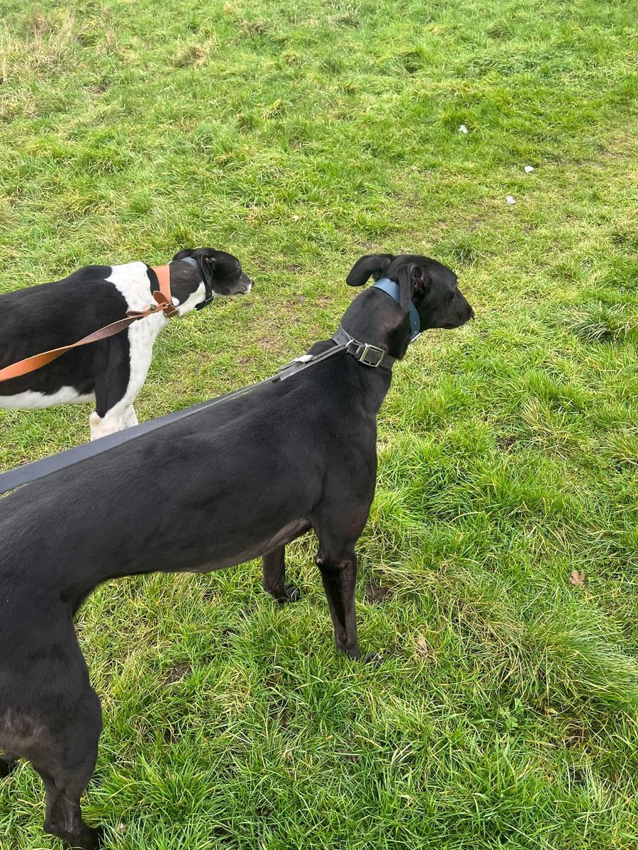 johnrack's tweet image. Out with the governor ￼and his girlfriend this morning aka Roman &amp;amp; swanky she’s done her bit and won yesterday now it’s his turn Friday after a little well deserved break hopefully back with a bang 💥💥