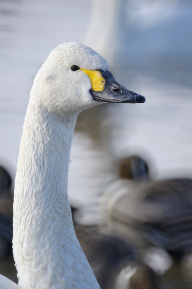 PENTAXXER's tweet photo. KF/TAMRON SP 500mm F/8
溜め池の位置取りが変わって遠くなっていたので、持って行ってよかった500mmミラー。小さいバッグでもスッポリ収まるコンパクトさがいいですね😉
🦢#白鳥の郷 #印西市 #本埜 #白鳥 #ミラーレンズ #リコペン野鳥部 #PENTAX #pentaxkf #TAMRON #55BB https://t.co/yhbAmiZSKI