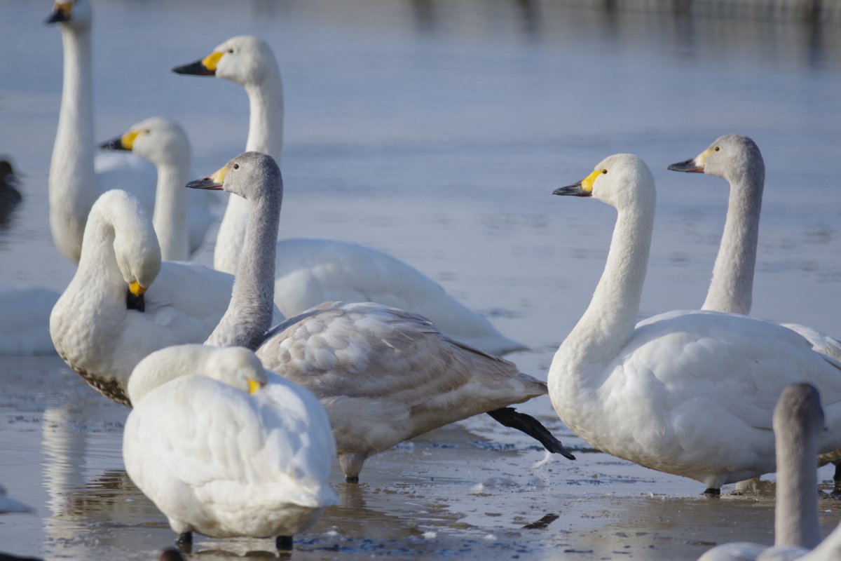PENTAXXER's tweet photo. KF/TAMRON SP 500mm F/8
溜め池の位置取りが変わって遠くなっていたので、持って行ってよかった500mmミラー。小さいバッグでもスッポリ収まるコンパクトさがいいですね😉
🦢#白鳥の郷 #印西市 #本埜 #白鳥 #ミラーレンズ #リコペン野鳥部 #PENTAX #pentaxkf #TAMRON #55BB https://t.co/yhbAmiZSKI