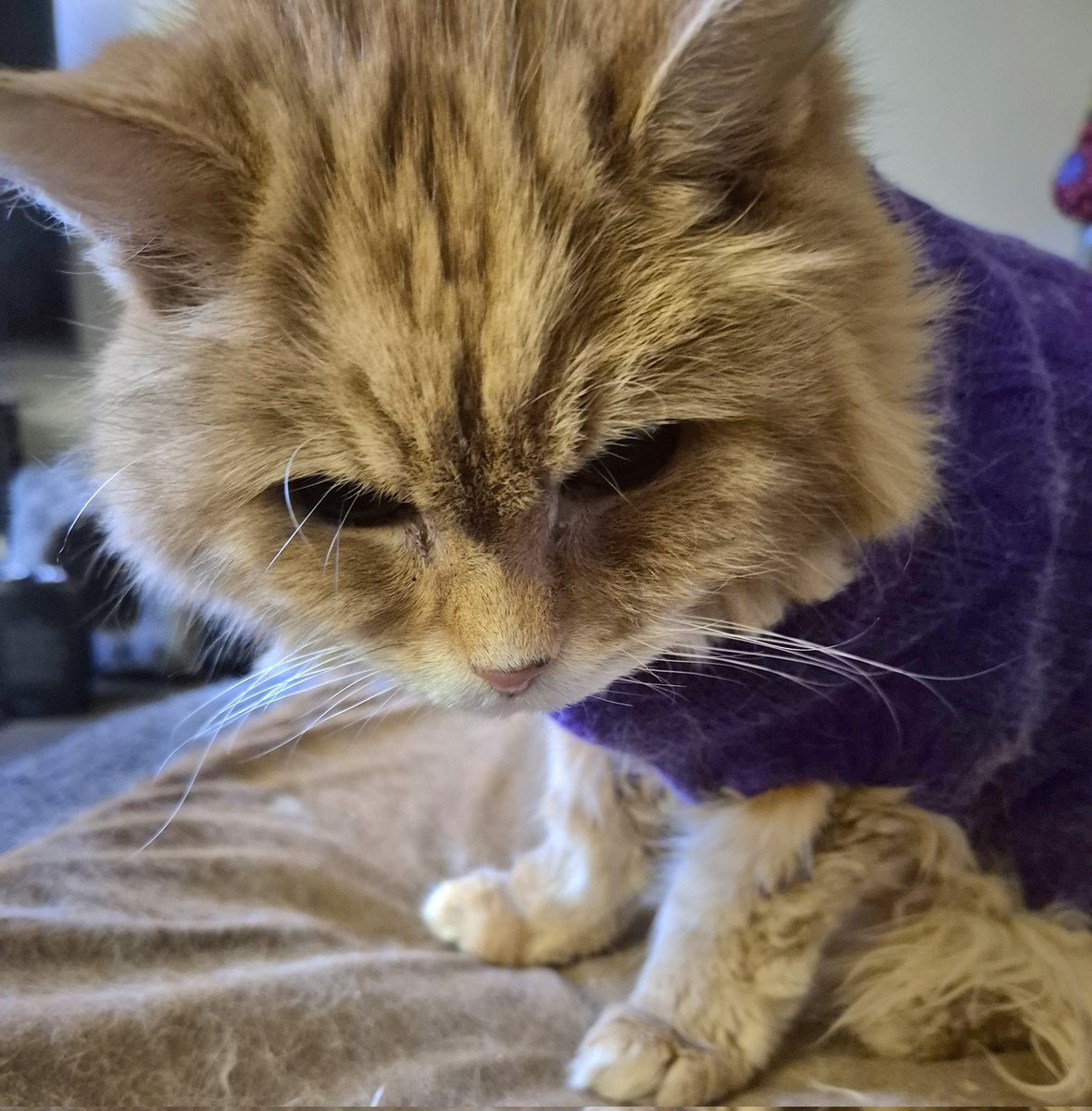 REDSJEWELS1's tweet photo. 'Finally havin a roast dinner today woohoo!..whaddya mean I has to wait till later?.. you really tests me at times woman!xx' πΎπΎ #Billcat #cats #CatsOfTwitter #CatsOnTwitter #CatsOfX #CatsOnX #CatsAreFamily #Hedgewatch https://t.co/gkT0Blsqze