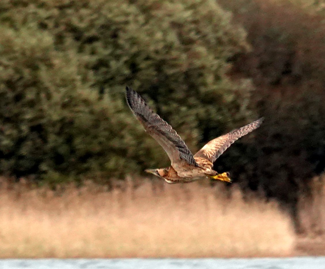 Pleased to have seen my first Eurasian Bittern of the year at Kenfig Pool this morning. Also 2 Great White Egrets present.