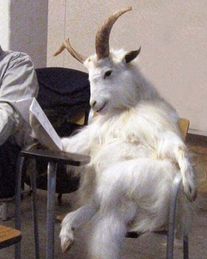 ПриVет, я коZа tweet media